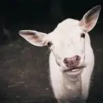 what is veganism