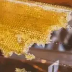 is honey vegan - honeycomb