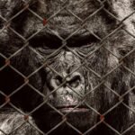Animal Entertainment - Gorilla at a Zoo