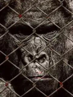 Animal Entertainment - Gorilla at a Zoo