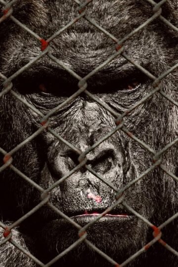 Animal Entertainment - Gorilla at a Zoo