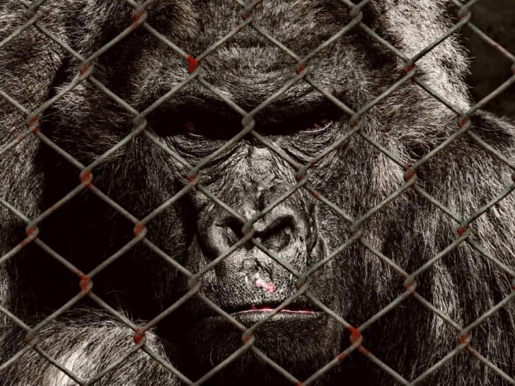 Animal Entertainment - Gorilla at a Zoo