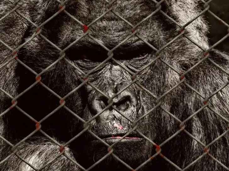 Animal Entertainment - Gorilla at a Zoo