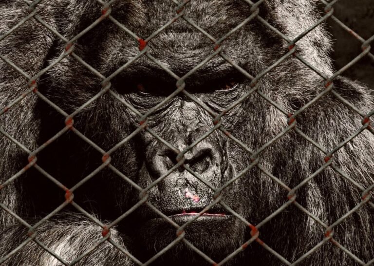 Animal Entertainment - Gorilla at a Zoo