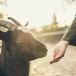 Animal Activist Goat Lover
