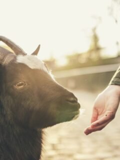 Animal Activist Goat Lover