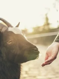 Animal Activist Goat Lover