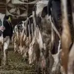movies on veganism - factory farm