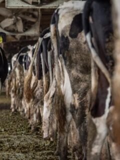 movies on veganism - factory farm