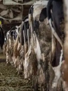 movies on veganism - factory farm
