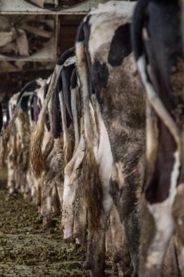 movies on veganism - factory farm