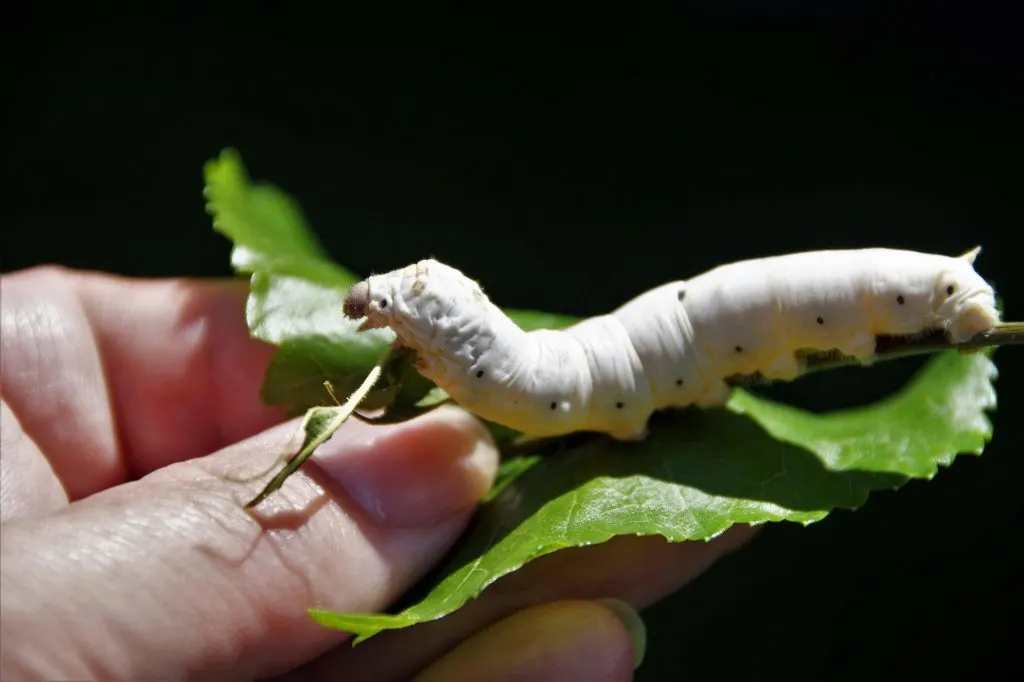How is Silk Made - Silkworms
