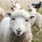 sheep and is wool vegan