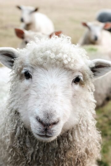 sheep and is wool vegan