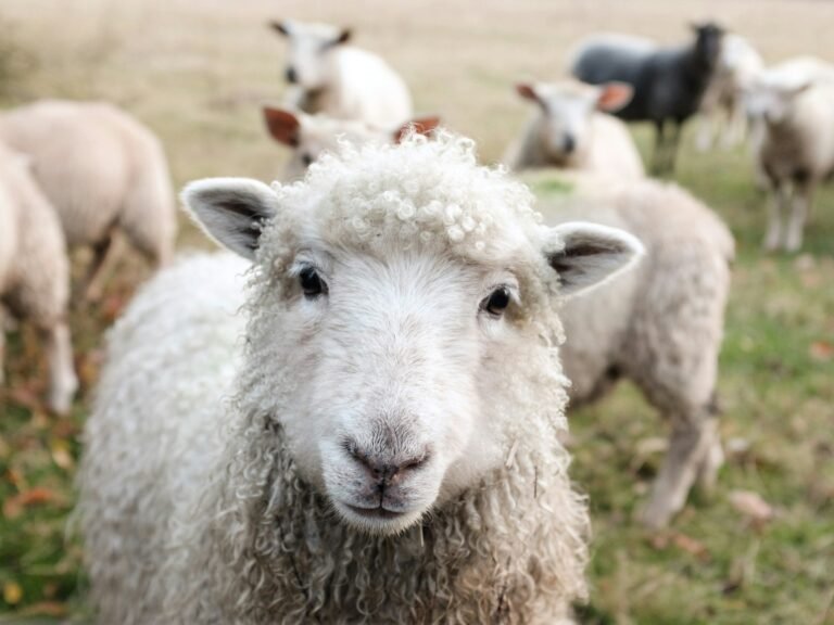 sheep and is wool vegan