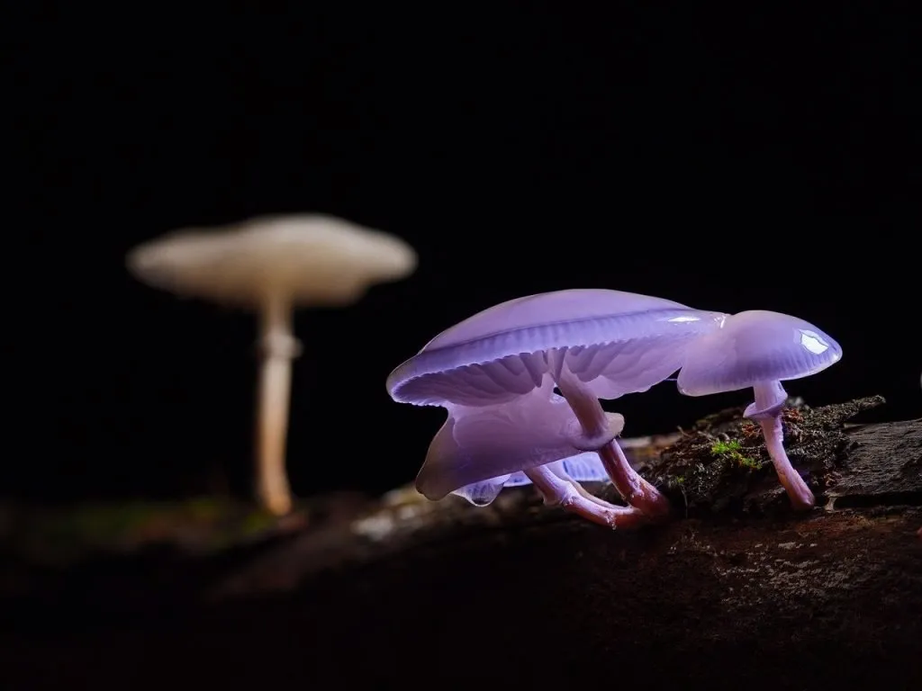 Magic Mushroom Ceremony in Barcelona Spain