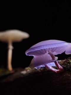 Magic Mushroom Ceremony in Barcelona Spain