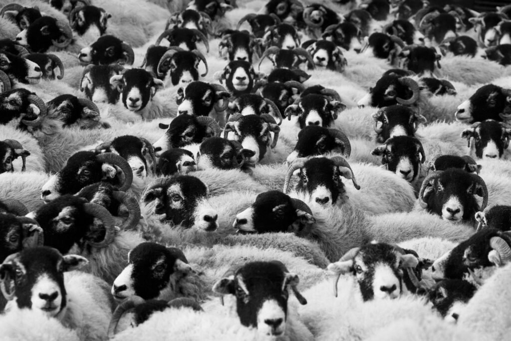 Cruel sheep farming practices